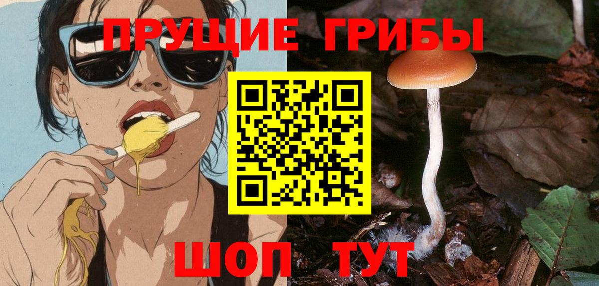 Галлюциногенные грибы Psilocybine cubensis Черняховск