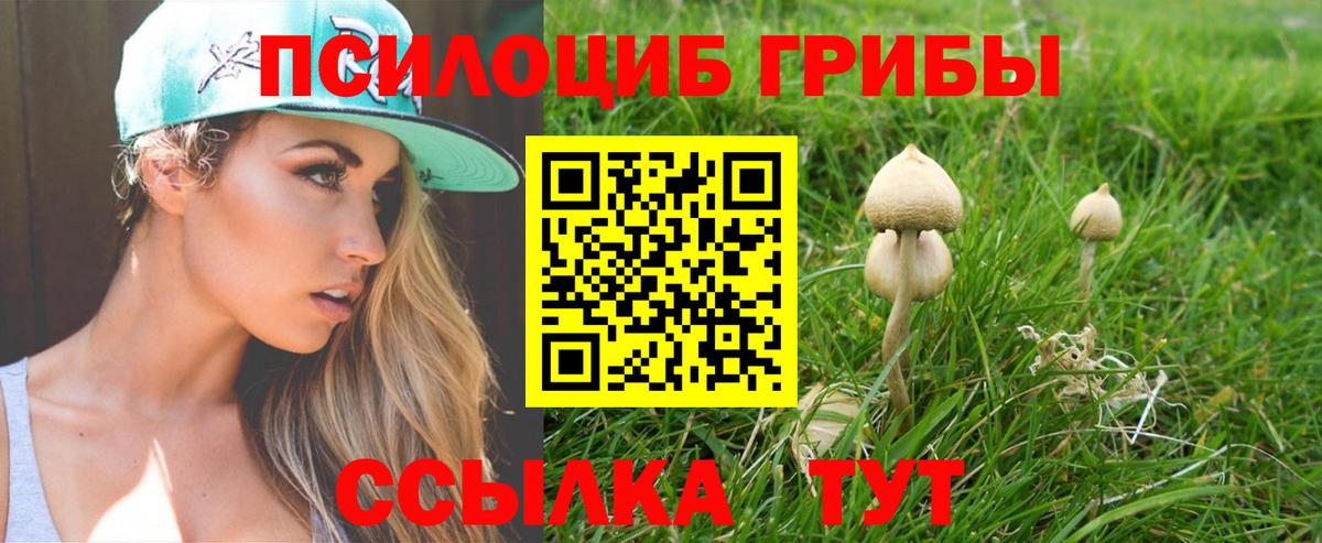 Черняховск  Псилоцибиновые грибы Psilocybine cubensis  Вход с VPN 